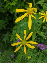 Rudbeckia laciniata