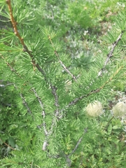 Larix lyallii