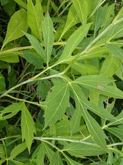 Rudbeckia laciniata