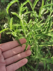Achillea alpina camtschatica