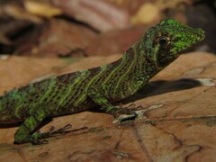 Anolis transversalis