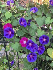 Ipomoea purpurea