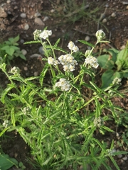Achillea alpina camtschatica