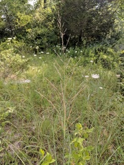 Sporobolus rigidus magnus