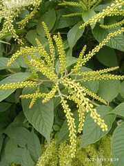 Ledenbergia peruviana