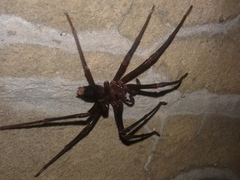 Spelungula cavernicola