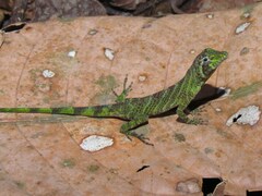 Anolis transversalis