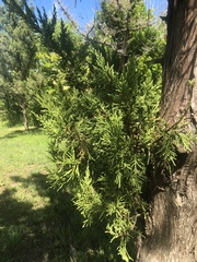 Juniperus bermudiana