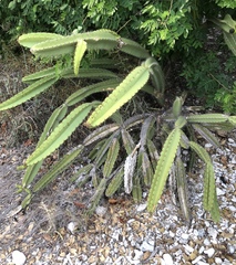 Leptocereus paniculatus