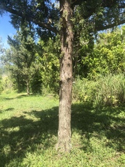 Juniperus bermudiana