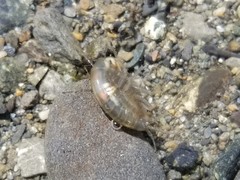 Polymorphus
