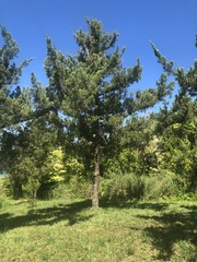 Juniperus bermudiana