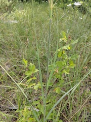 Sporobolus rigidus magnus