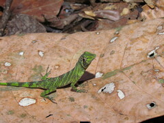 Anolis transversalis