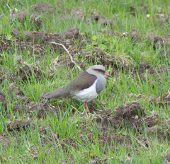 Vanellus resplendens