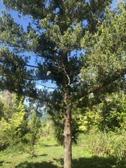 Juniperus bermudiana