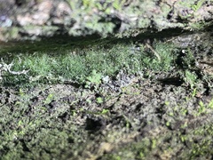 Crepidomanes intricatum