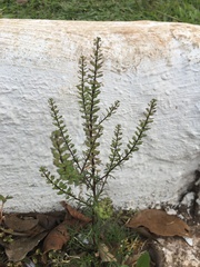 Lepidium auriculatum