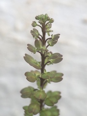 Lepidium auriculatum