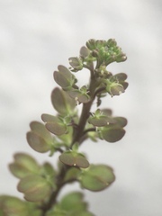 Lepidium auriculatum