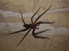 Spelungula cavernicola