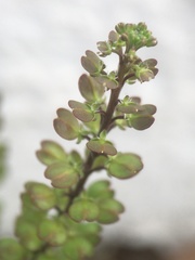 Lepidium auriculatum