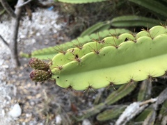 Leptocereus paniculatus