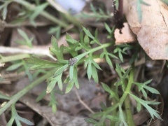 Lepidium auriculatum