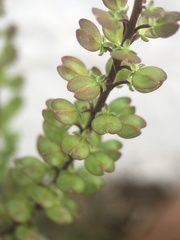 Lepidium auriculatum