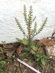 Lepidium auriculatum