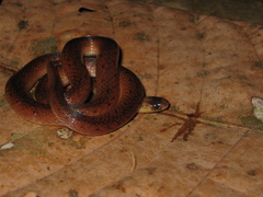Atractus torquatus