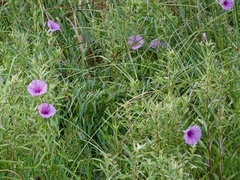 Ipomoea sagittata