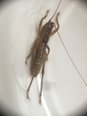 Orthoptera
