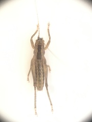 Orthoptera