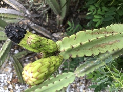 Leptocereus paniculatus