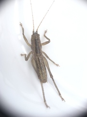 Orthoptera