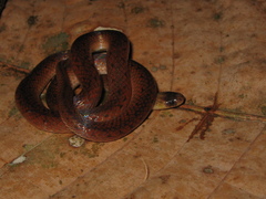 Atractus torquatus
