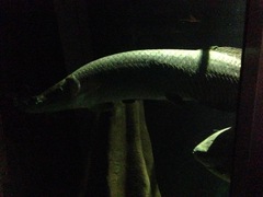 Arapaima gigas