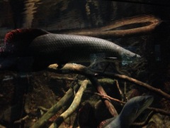 Arapaima gigas