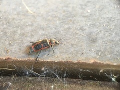 Astylus cyanerythrus