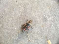 Astylus cyanerythrus