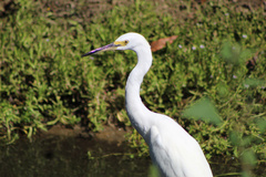 Egretta thula