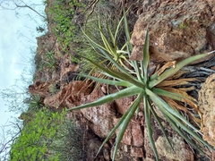Agave chrysoglossa