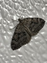 Thera juniperata