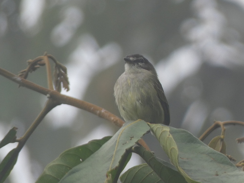 Spectacled Tyrannulet (Zimmerius improbus), photo 2