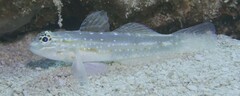 Coryphopterus glaucofraenum