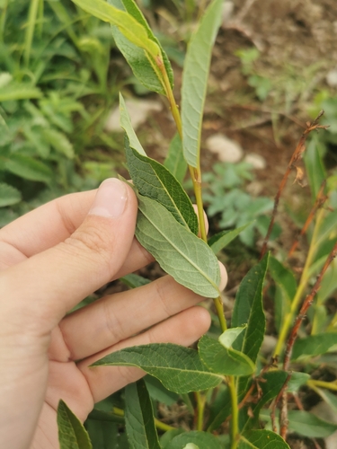 Image of Salix pulchra by (c) Валерия Ковалева, some rights reserved (CC BY)