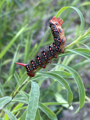 Hyles euphorbiae