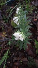 Lithospermum trinervium