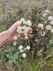 Erigeron acris kamtschaticus